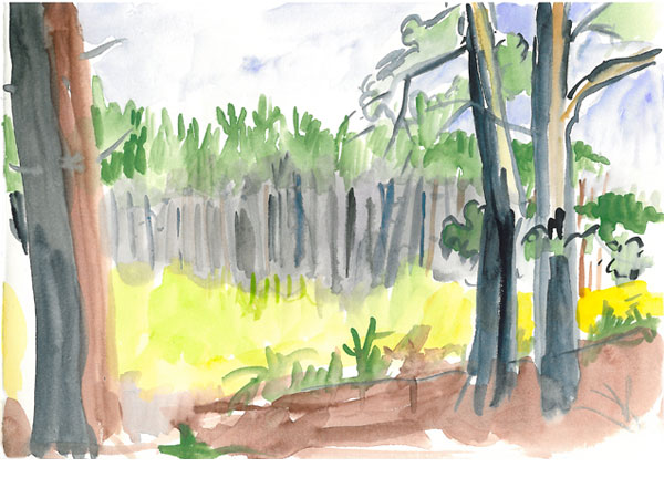 Lichtung im Pinienwald 1