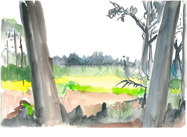 Lichtung im Pinienwald 2