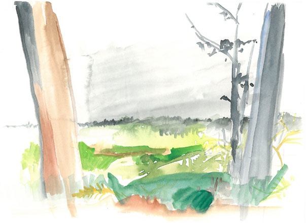 Lichtung im Pinienwald 3